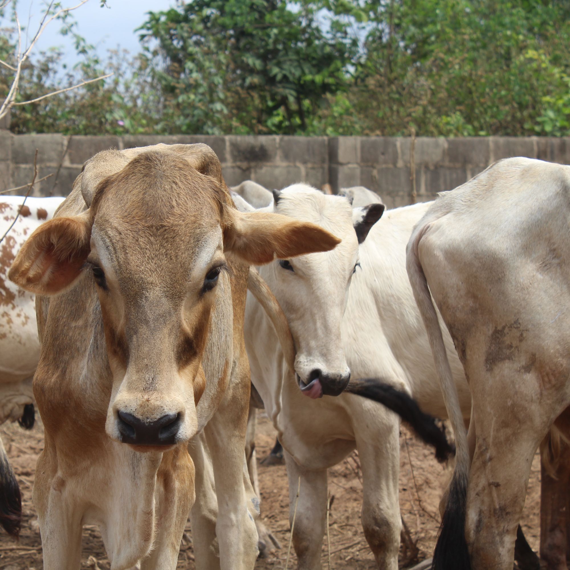 Cattle Farm Farmcenta