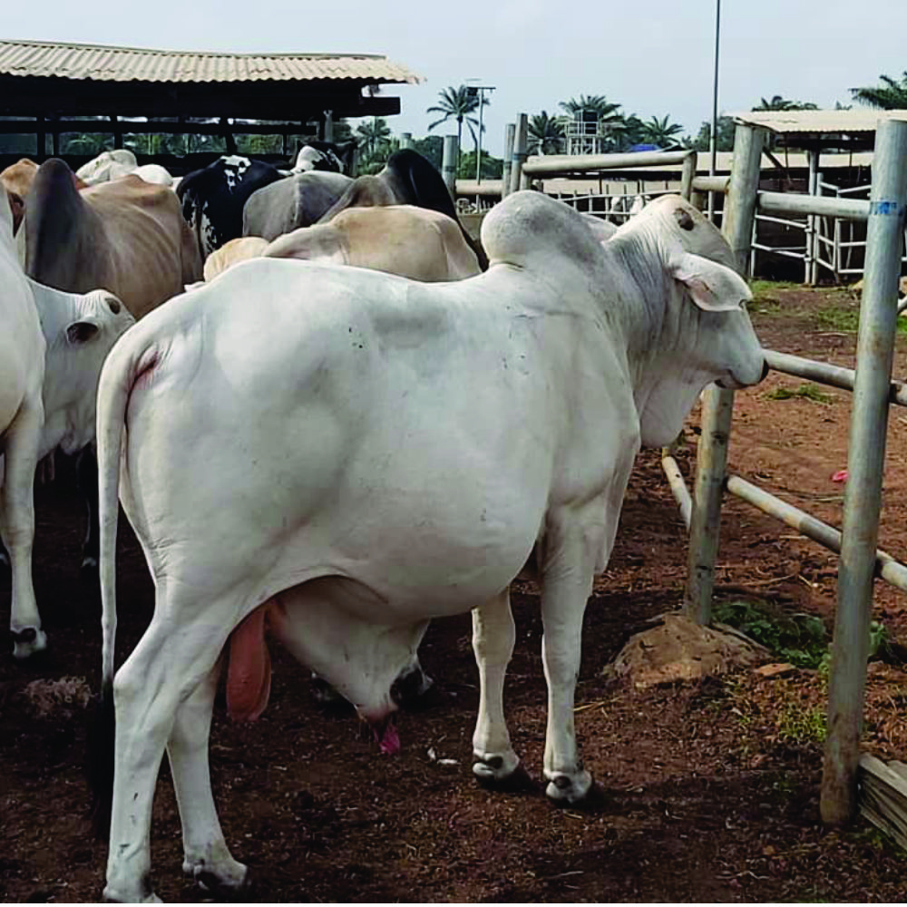 Cattle Value Chain